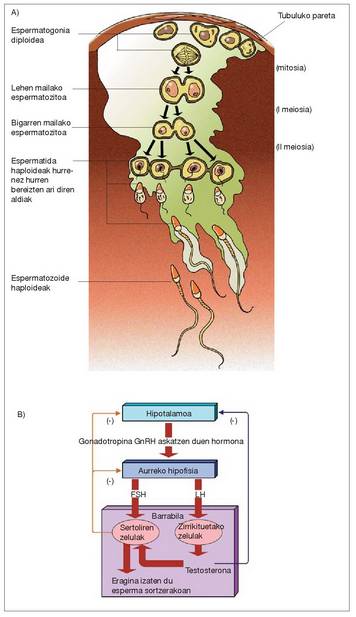2. Irudia: A) Espermatozoideak hazi hodiaren barnean eratzen. B) Hormonen kontrola gizakiaren ugaltze funtzioan.<br><br>
